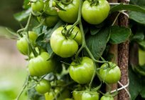 番茄野玫瑰：鉴定和描述的品种。 评价的园丁