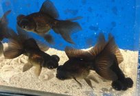 Telescope (aquarium fish): care and maintenance
