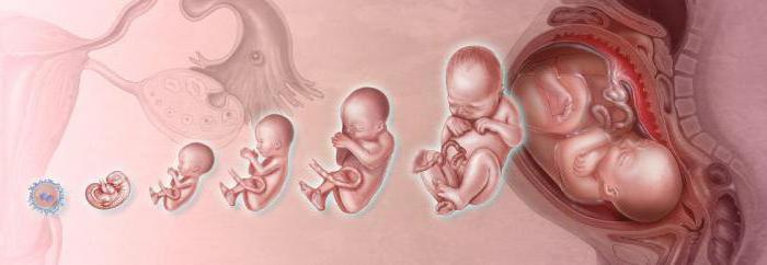 um embrião de 6 semanas
