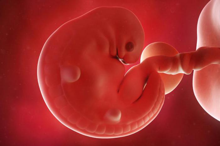 gravidez de 6 semanas a foto do ultra-som