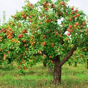 jak przycinanie jabłoni jesienią