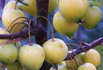 Jak przycinanie jabłoni jesienią: porady doświadczonych ogrodników