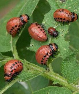 las Larvas de escarabajo de colorado foto