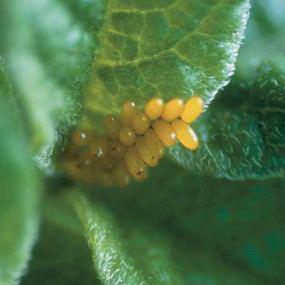 Cómo combatir las larvas de escarabajo de colorado