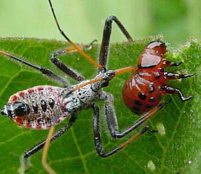 Ludowe środki od larw colorado beetle