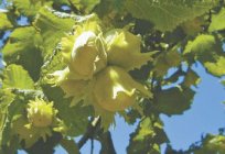 Haselnüsse: der Anbau von wertvollen Nussbaum