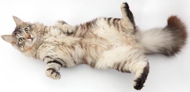 Is there a cats belly button? Find out where cats is the navel