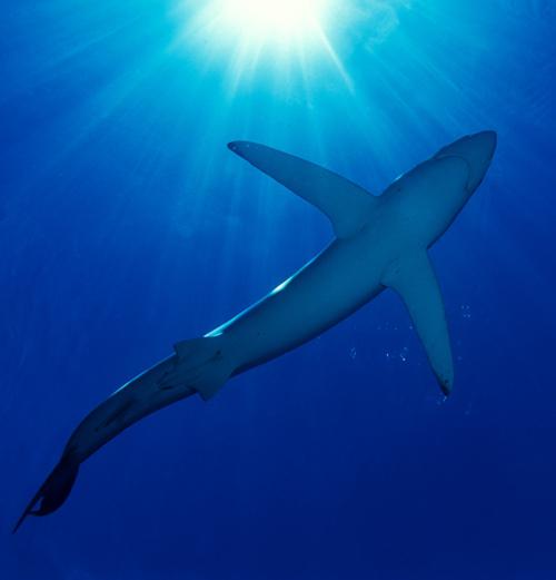 tubarão é peixe ou mamífero