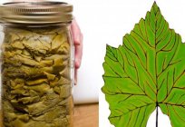 Grape leaves: benefits and harms of the properties, taste