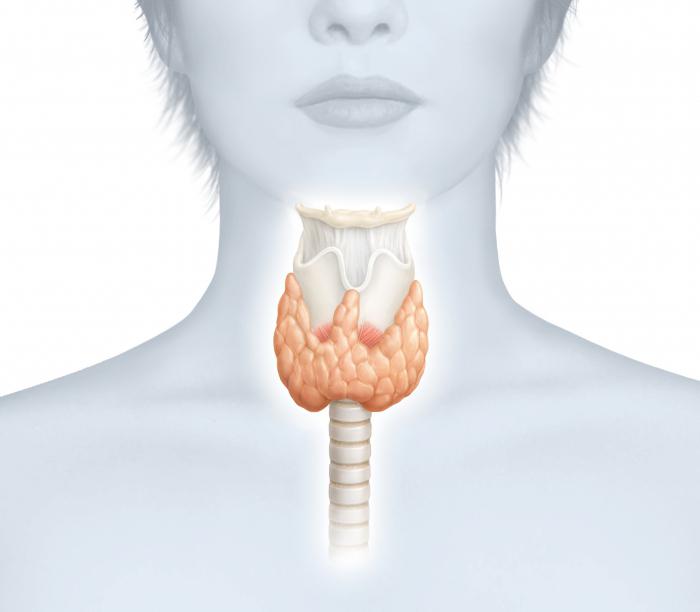 Donde podrá verificar la tiroides