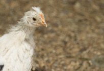 プーシキンの鶏:写真の説明品種のレビュー