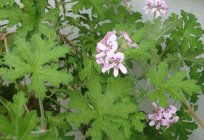 Pelargonium fragrans: Pflege zu Hause