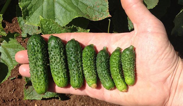 Ecole, variety of cucumbers