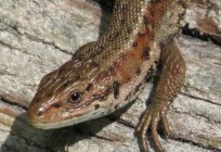 The common lizard as a pet