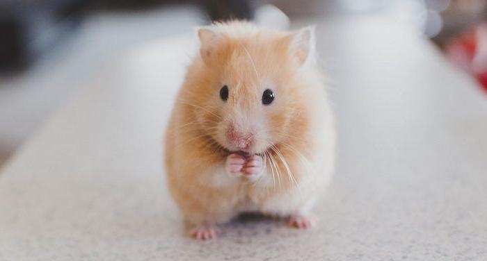 can hamsters cheese