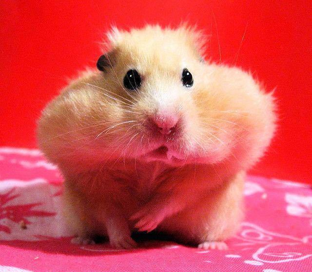 can you give a hamster cheese