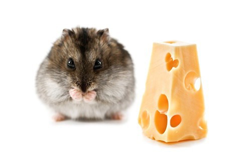 can you feed hamsters cheese