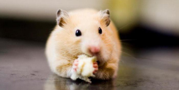 can Syrian hamsters cheese