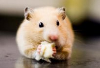 Can hamsters cheese? Can dairy products hamsters?