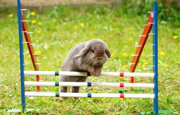 trainieren wie die Kaninchen