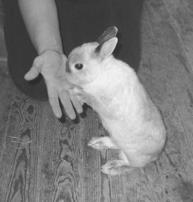 the training of the rabbits in the home