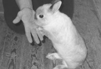Trained rabbit: how to teach a rodent?