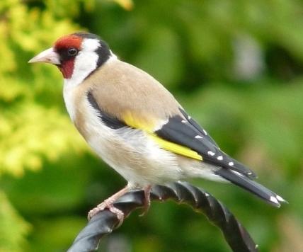 goldfinch photo
