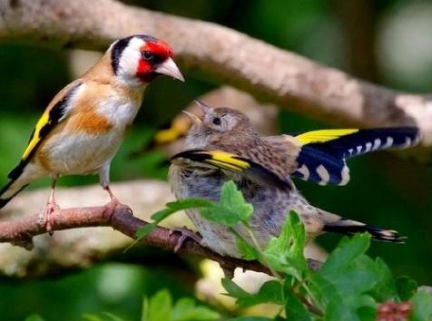 bird goldfinch