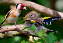 Goldfinch bird singing