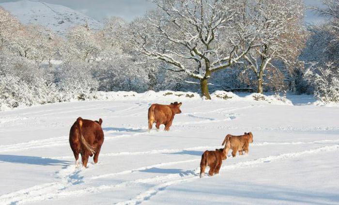 der Inhalt der Kühe im Winter