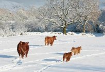 O quanto você precisa de feno vaca para o inverno? Características dos animais
