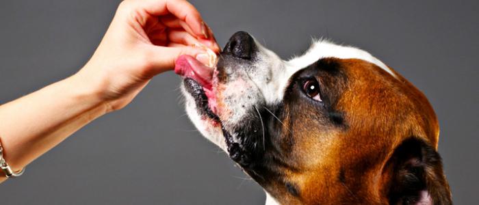 tabletler solucanlara karşı köpek