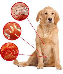 Tabletten gegen Würmer für Hunde Anweisung
