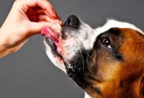 Pastillas de lombrices para perros antes de la inoculación. Pastillas de lombrices para perros: los efectos secundarios