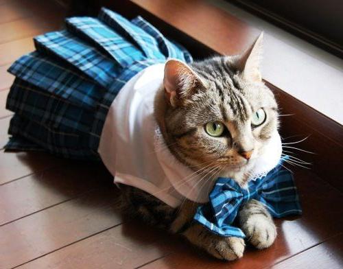 如何缝一只猫的衣服