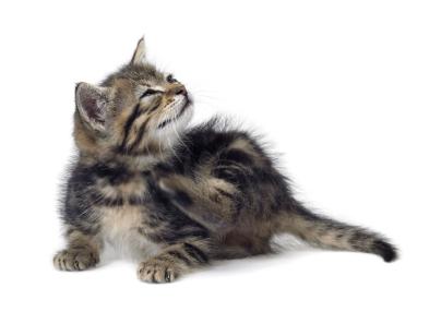 how to get rid of fleas in kittens