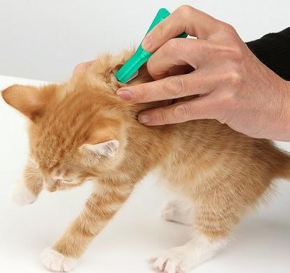 fleas in kittens how to remove