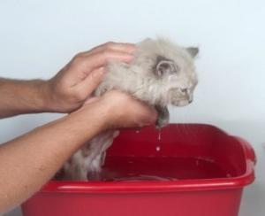 how to remove fleas from the kitten