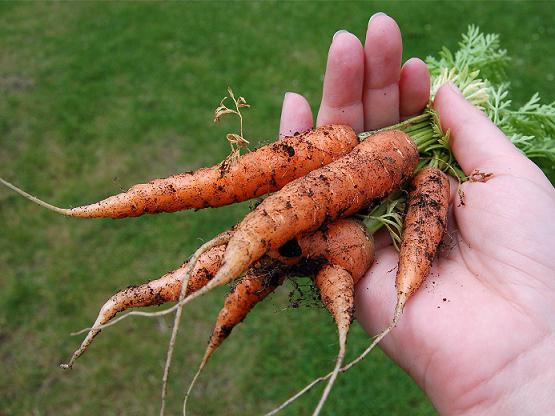 Carrot Нантская verbesserte