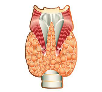 甲状腺机能减退的症状和治疗
