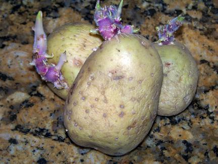 patates, çeşitli синеглазка