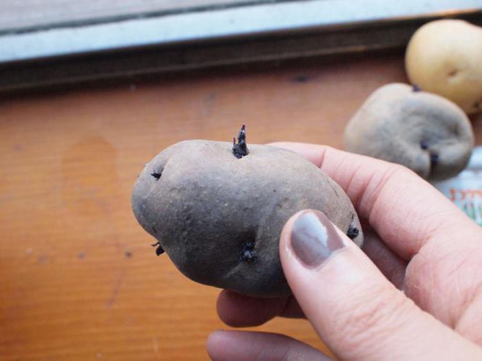 batatas grau синеглазка descrição