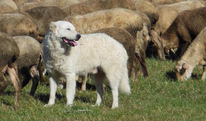 Italian shepherd