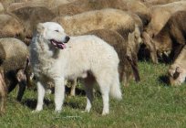 Italian Sheepdog (Maremma): the size, character, photo, reviews