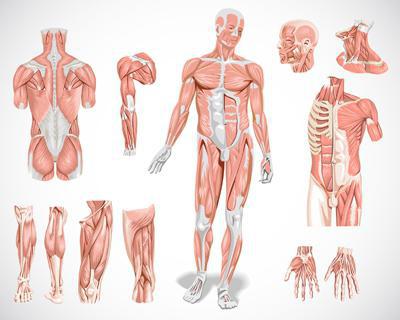 Muscle types of muscles