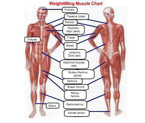 العضلات الأساسية