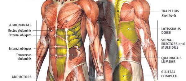 das System der Muskeln
