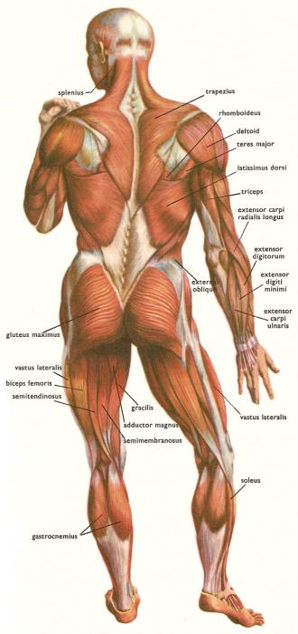 Transverse muscle