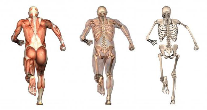 el Esqueleto y los músculos