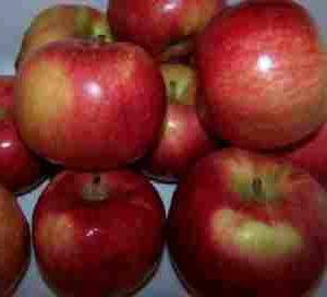 secagem de maçã no microondas